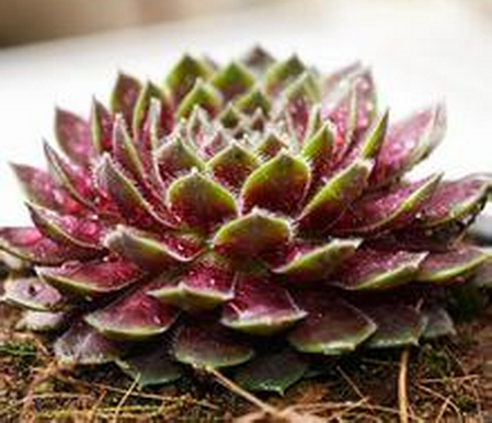 紫牡丹多肉老樁圖片?紫牡丹多肉的養殖方法?【圖】