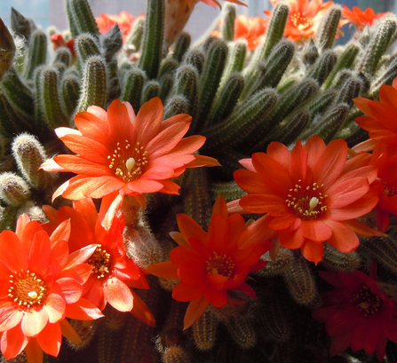 金紐仙人鞭的養殖方法？金牛仙人鞭介紹及圖片?【圖】