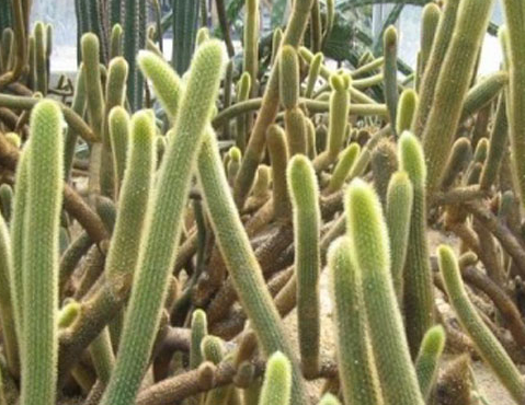 金紐仙人鞭的養殖方法？金牛仙人鞭介紹及圖片?【圖】