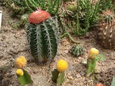 彩云球怎么養(yǎng)?彩云球的養(yǎng)殖方法和注意事項?【圖】