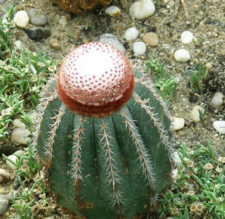 彩云球怎么養(yǎng)?彩云球的養(yǎng)殖方法和注意事項?【圖】