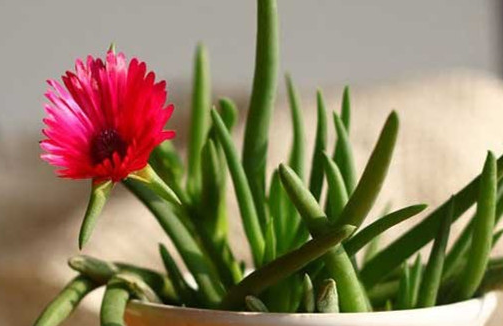 奔龍多肉怎么養(yǎng)?奔龍的介紹及圖片?【圖】