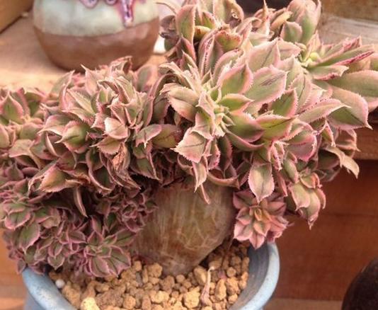 東云綴化怎么養?東云綴化的介紹及圖片?【圖】