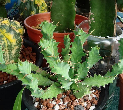 旋風麒麟怎么養?旋風麒麟扦插繁殖?【圖】