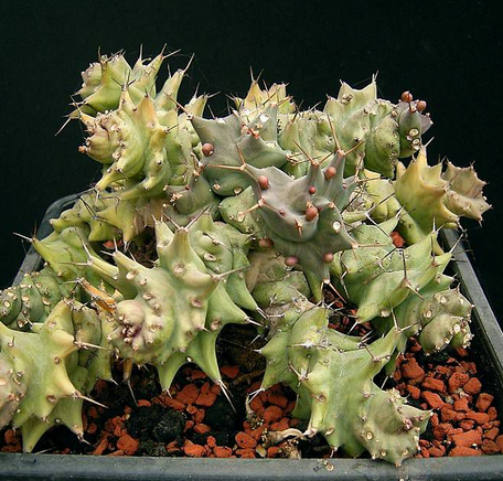 旋風麒麟怎么養?旋風麒麟扦插繁殖?【圖】