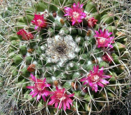 白龍球圖片及介紹?白龍球的養殖方法?【圖】