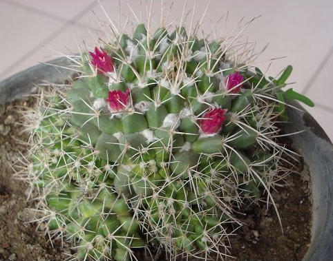 白龍球圖片及介紹?白龍球的養殖方法?【圖】