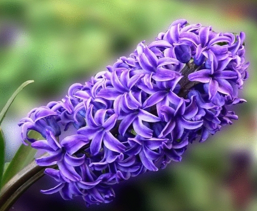 風信子花語是什么?風信子的養(yǎng)殖方法?【圖】