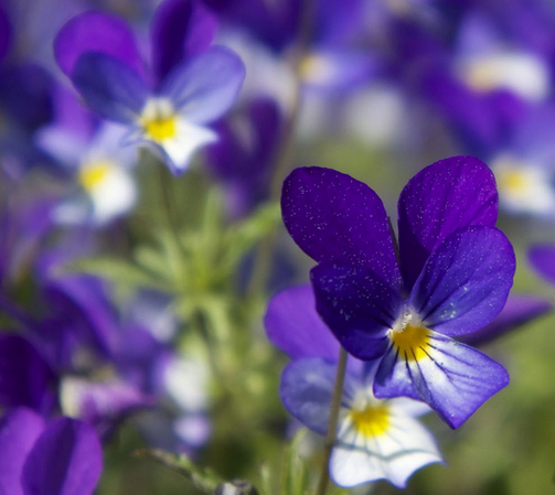 紫羅蘭花語是什么?紫羅蘭的養殖方法?【圖】