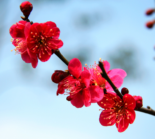 梅花花語是什么?梅花的養殖方法?【圖】