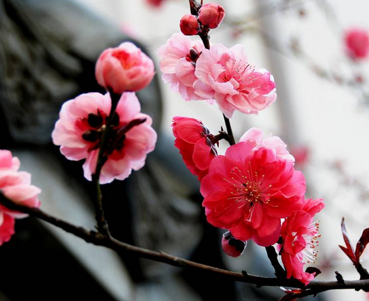 梅花花語是什么?梅花的養殖方法?【圖】