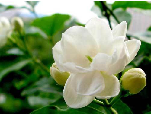 茉莉花的花語是什么?茉莉花的養(yǎng)殖方法?【圖】