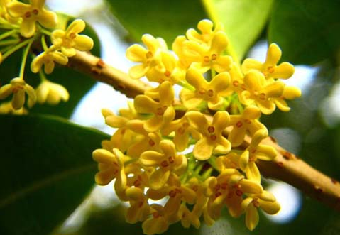 桂花的功效與作用?桂花樹栽培方法?【圖】