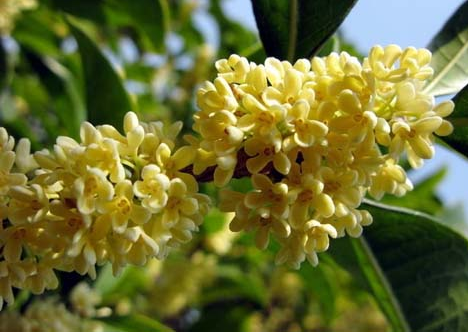 桂花的功效與作用?桂花樹栽培方法?【圖】