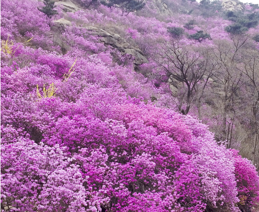 杜鵑花的養殖方法和注意事項?杜鵑花的花語？【圖】