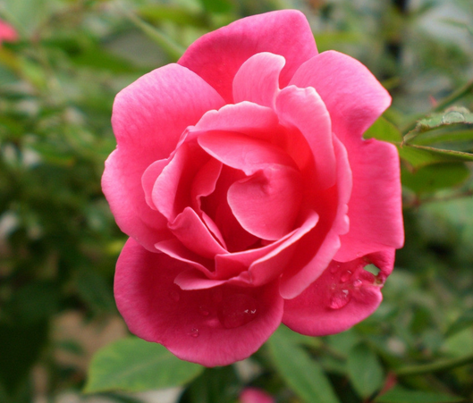 月季和玫瑰的區別?月季的花語？【圖】