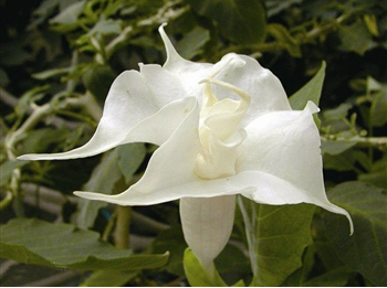 曼陀羅花有毒嗎？?曼陀羅花怎么養？【圖】