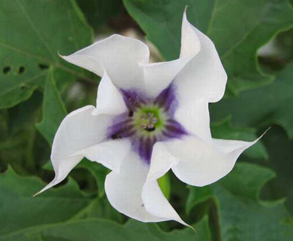 曼陀羅花有毒嗎？?曼陀羅花怎么養？【圖】