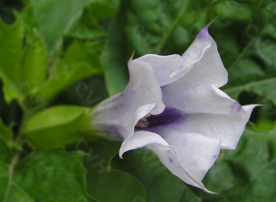 曼陀羅花有毒嗎？?曼陀羅花怎么養？【圖】