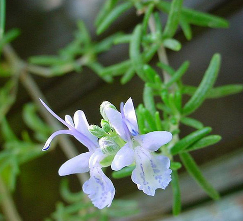 迷迭香的功效與作用？迷迭香盆栽養植注意？【圖】