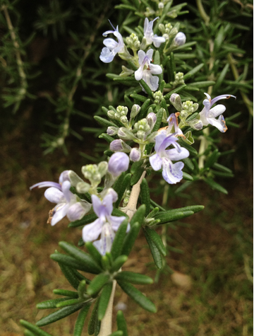 迷迭香的功效與作用？迷迭香盆栽養植注意？【圖】