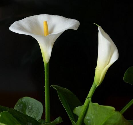 馬蹄蓮花語是什么？馬蹄蓮的養殖方法和注意事項？【圖】