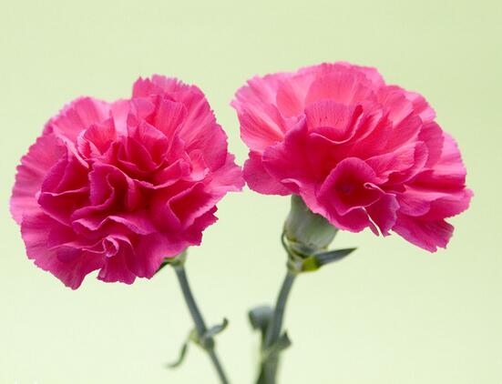 康乃馨花語是什么？康乃馨的養殖方法和注意事項？【圖】