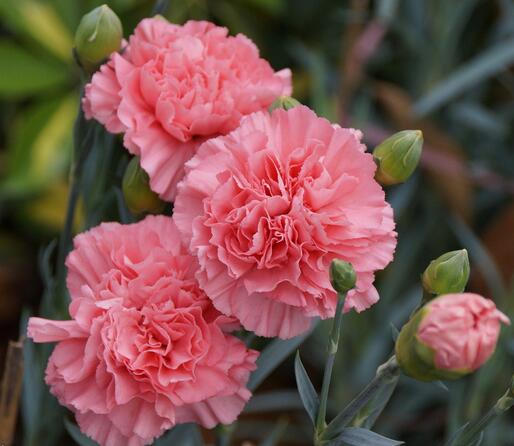 康乃馨花語是什么？康乃馨的養殖方法和注意事項？【圖】