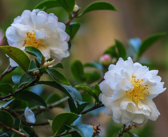 山茶花花語是什么？山茶花的養殖方法？【圖】