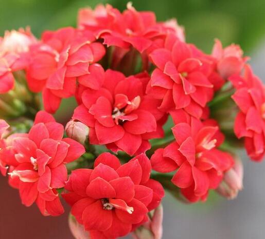 長壽花花語是什么？長壽花的養(yǎng)殖方法和注意事項(xiàng)？【圖】