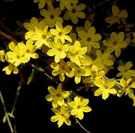 盆栽迎春花的養殖方法和注意事項？【圖】