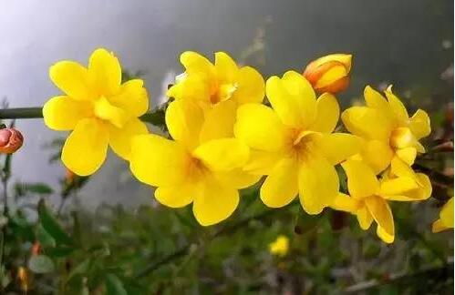 盆栽迎春花的養殖方法和注意事項？【圖】