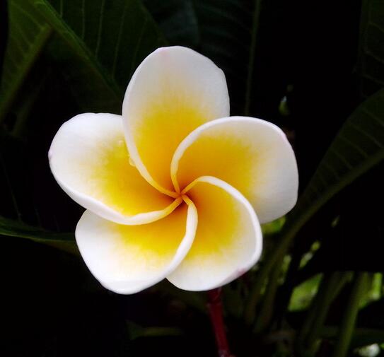 雞蛋花花語是什么？雞蛋花的傳說？【圖】