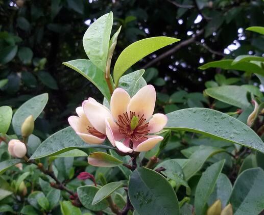 含笑的養殖方法？含笑的藥用價值？【圖】