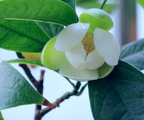 含笑的養殖方法？含笑的藥用價值？【圖】