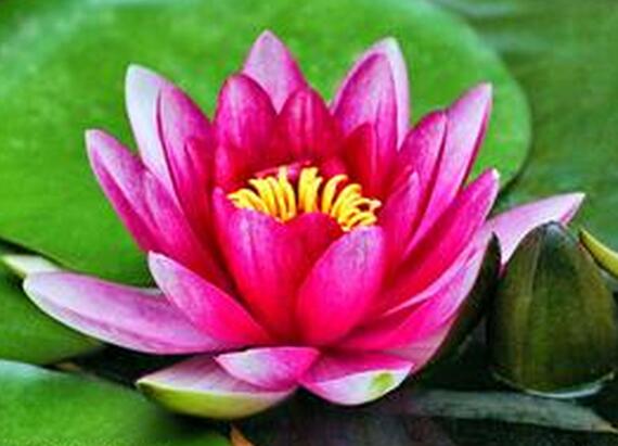 睡蓮盆栽風景原理？睡蓮盆栽養(yǎng)殖方法？【圖】