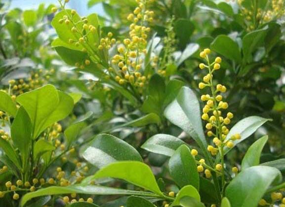 米蘭花的養(yǎng)殖方法？米蘭花的注意事項(xiàng)？【圖】