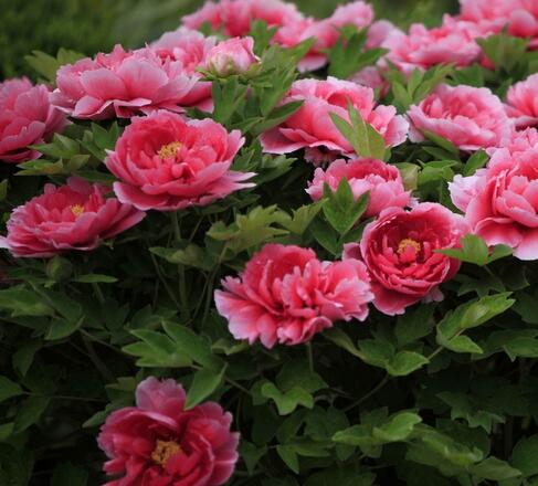 牡丹栽培技術？牡丹栽培管理？牡丹栽培時間？【圖】