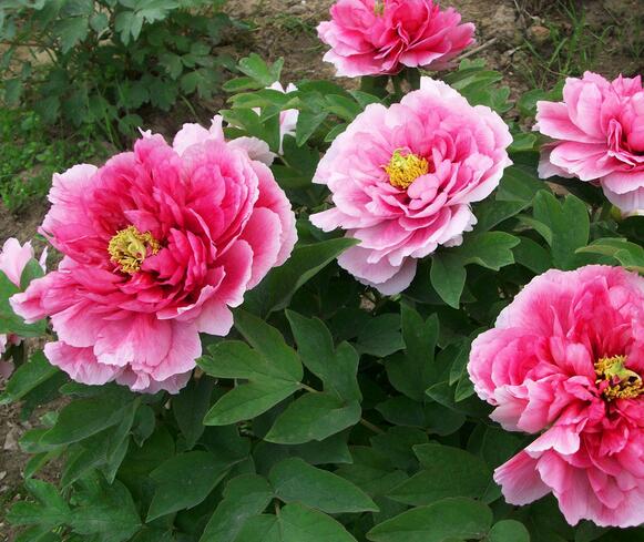 牡丹栽培技術？牡丹栽培管理？牡丹栽培時間？【圖】