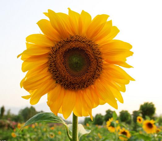 向日葵怎么種？向日葵的花語？【圖】