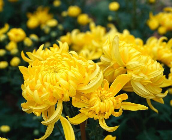 菊花的種植方法？菊花的管護要點？【圖】