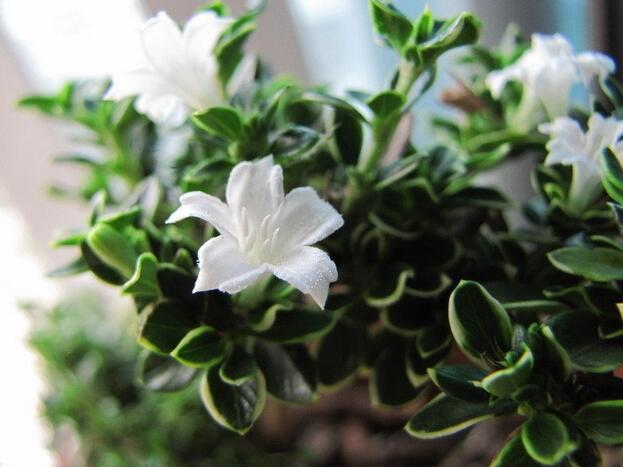 六月雪的養(yǎng)殖方法？六月雪的注意事項？【圖】