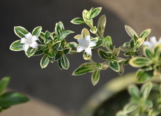 六月雪的養(yǎng)殖方法？六月雪的注意事項？【圖】