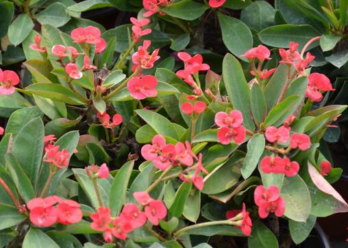 虎刺梅的養殖方法？虎刺梅的注意事項？【圖】