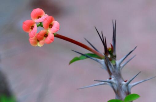 虎刺梅的養殖方法？虎刺梅的注意事項？【圖】