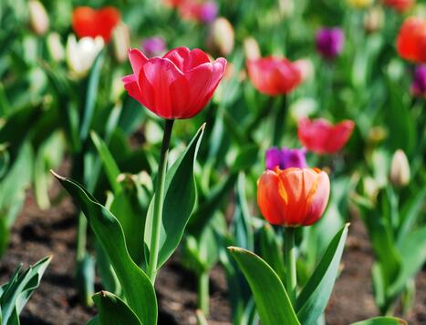 郁金香的養殖方法？郁金香的花語？【圖】