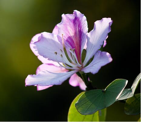 羊蹄甲和紫荊花怎么區分？羊蹄甲怎么種？【圖】