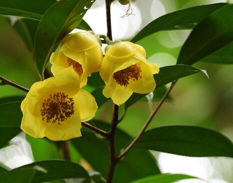 金花茶的功效？金花茶的作用？【圖】