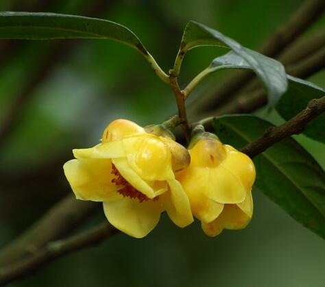 金花茶的功效？金花茶的作用？【圖】