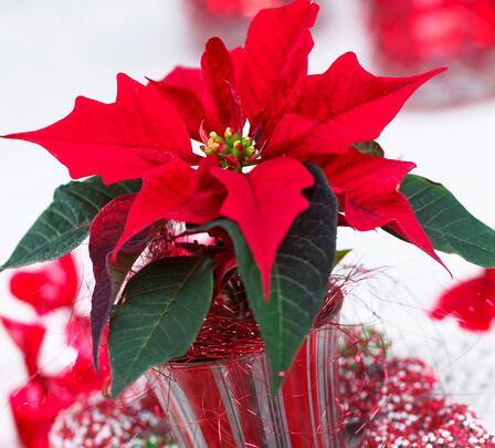 一品紅有毒嗎？一品紅怎么養？【圖】